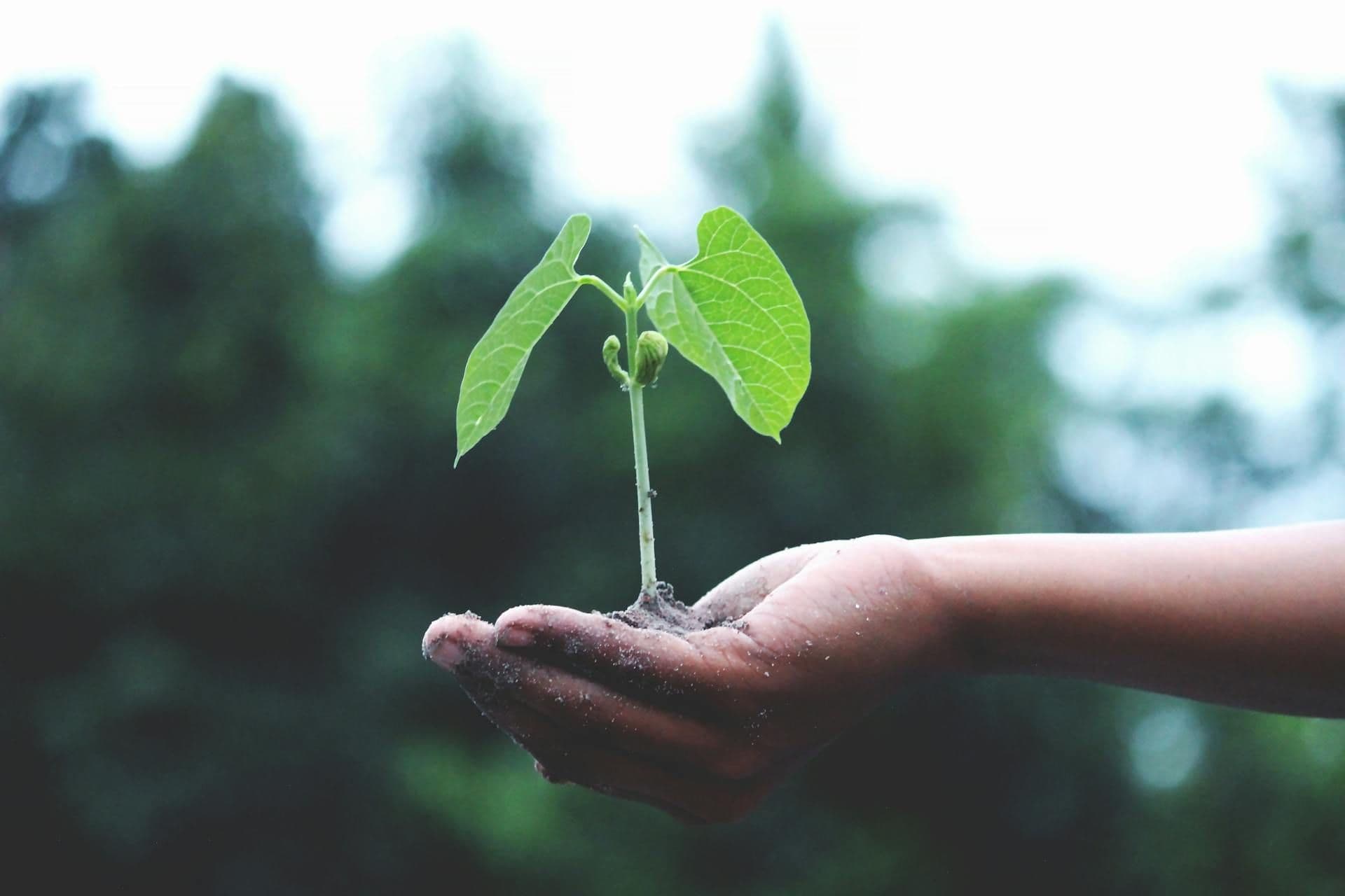 Sustainability Tree